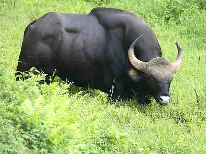 kodaikanal-animals-1