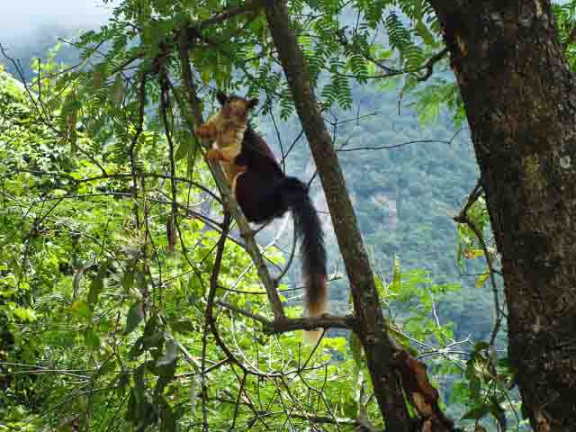kodaikanal-animals