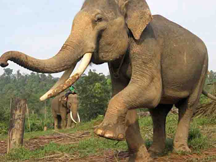 kodaikanal-animals