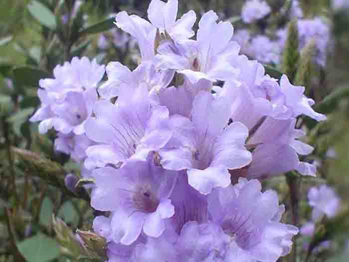 kodaikanal-flowers3