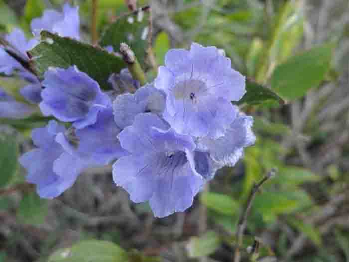 kodaikanal-flowers