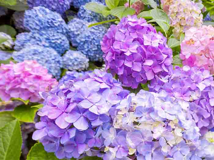 kodaikanal-flowers