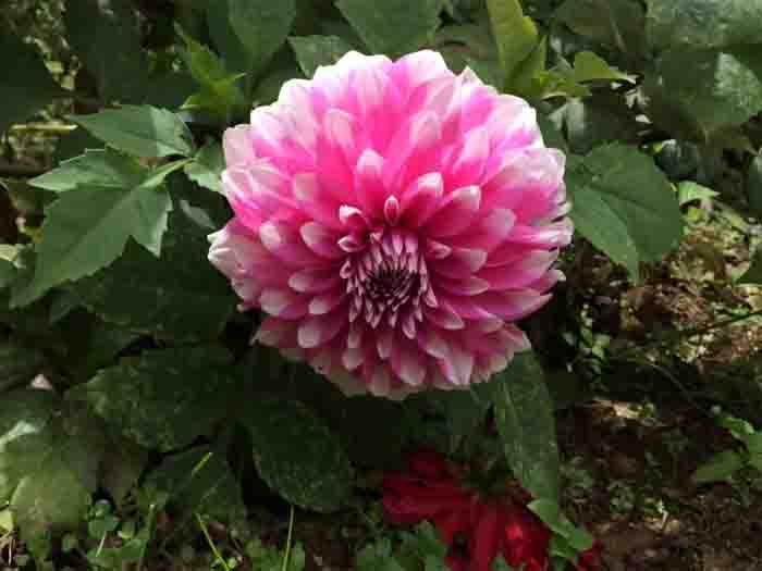 kodaikanal-flowers