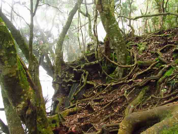 kodaikanal-guna-cave