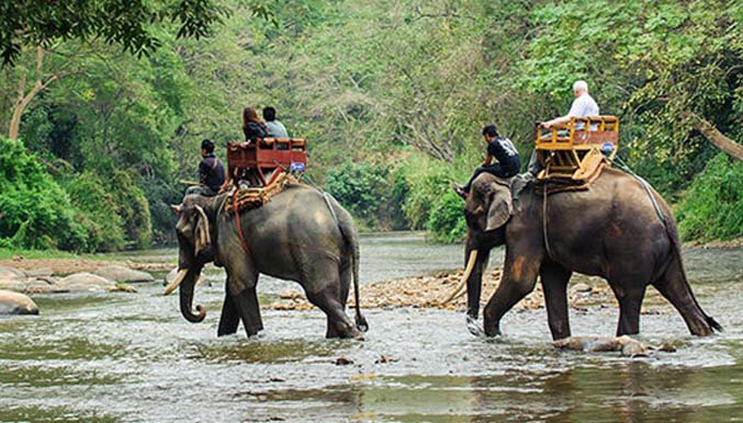 complementary-elephant-ride