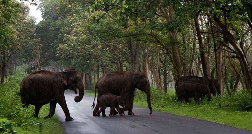 coorg-sightseeing-pushpagiri-wildlife-sanctuary
