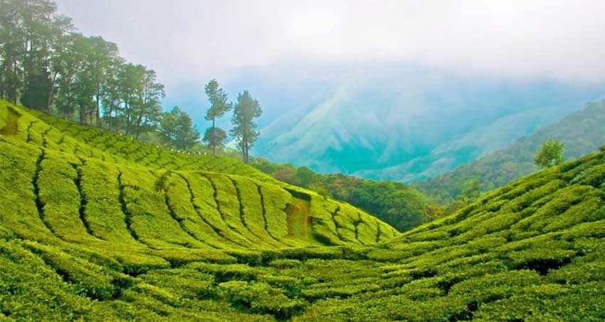 kerala-munnar-package1