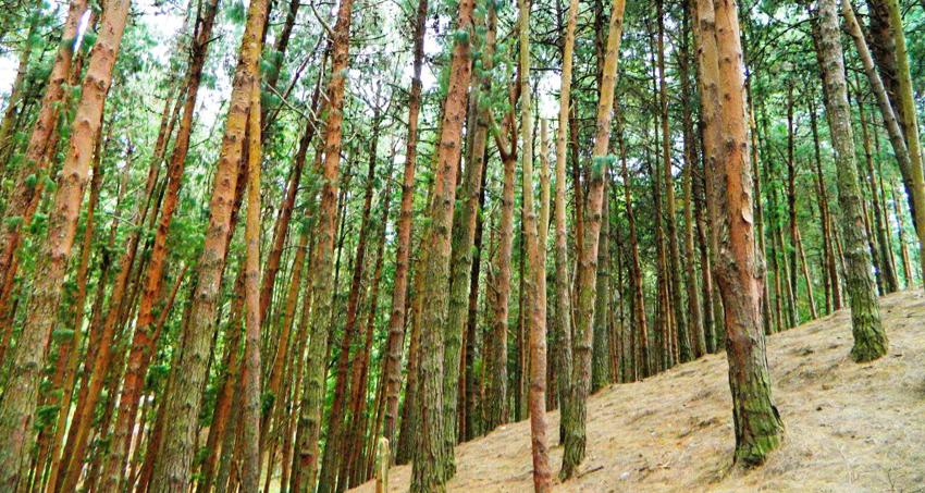 kodaikanal-fullday-local-sightseeing-tour