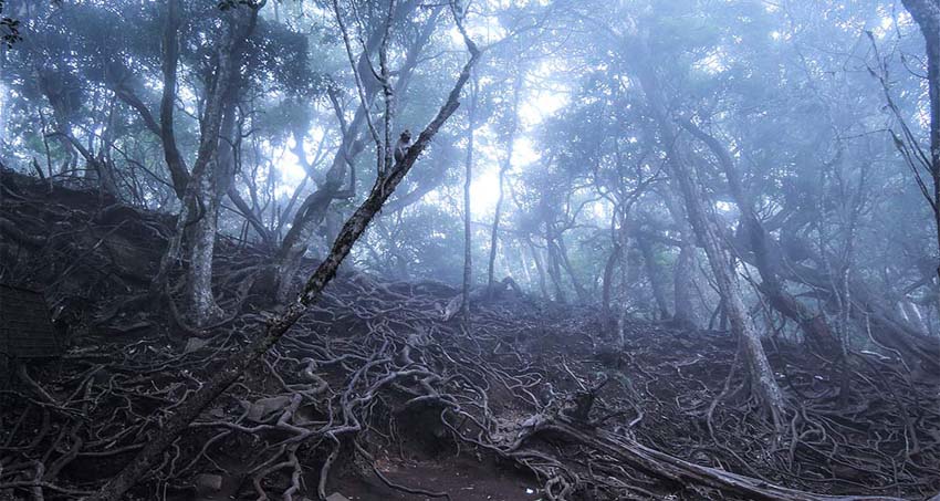 kodaikanal-honeymoon-package-2days1