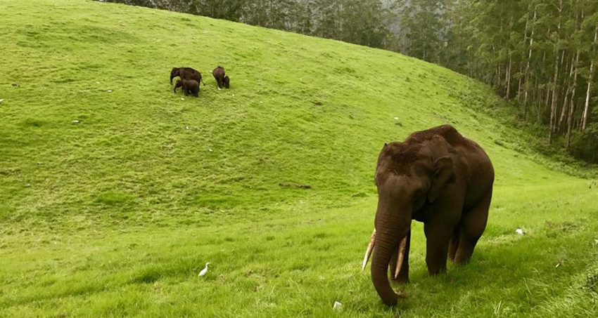 munnar-star-tour-package