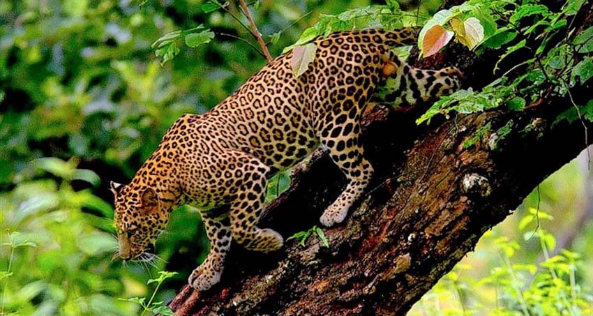 ooty-bandipur-mudumalai-mysore3