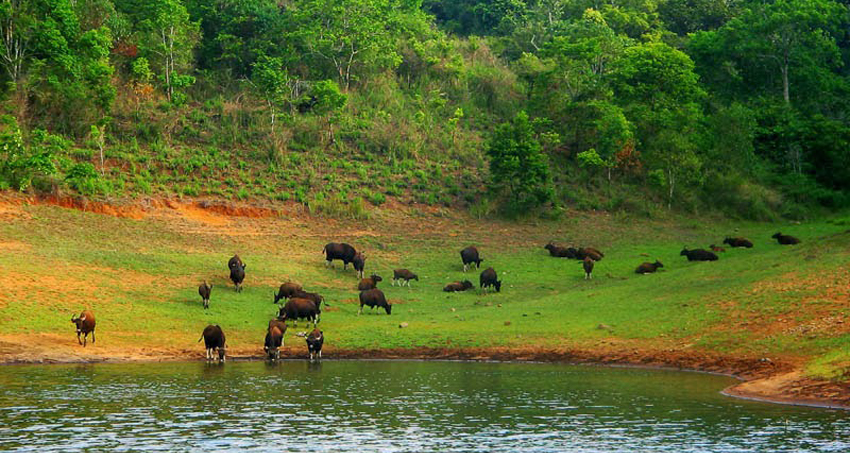 thekkady-munnar-tour-package